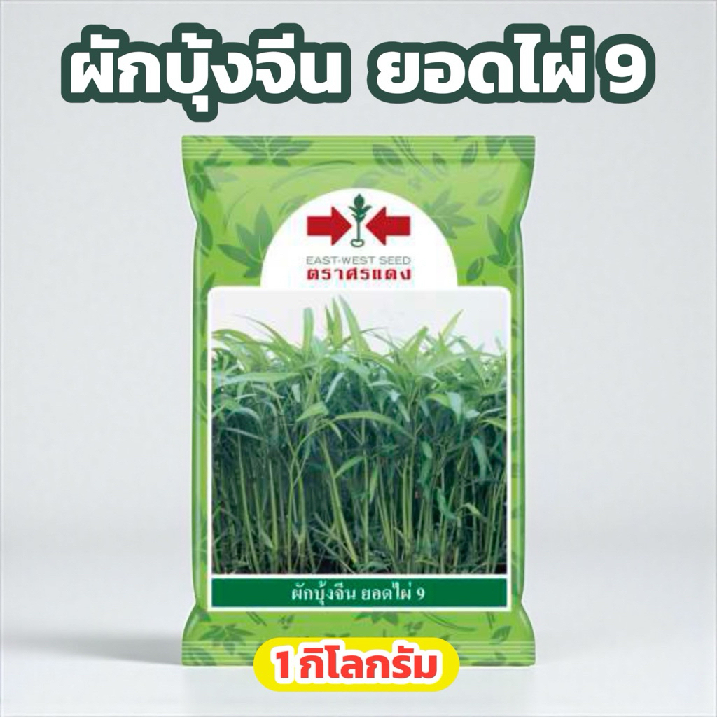 ผักบุ้งจีน ยอดไผ่9 ขนาด 1 กิโลกรัม ศรแดง