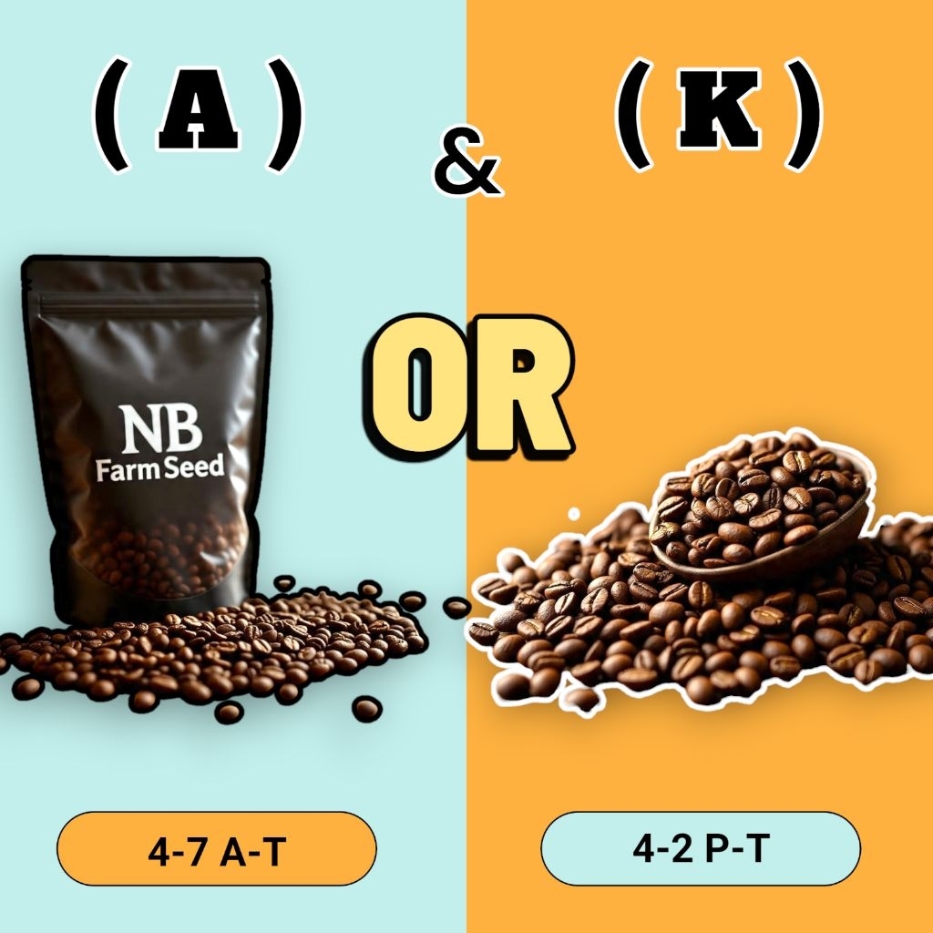 เมล็ด   กาแฟคั้วสำเร็จ A&K แบบแพ็ค สินค้าคัดแล้ว   COD: sTs