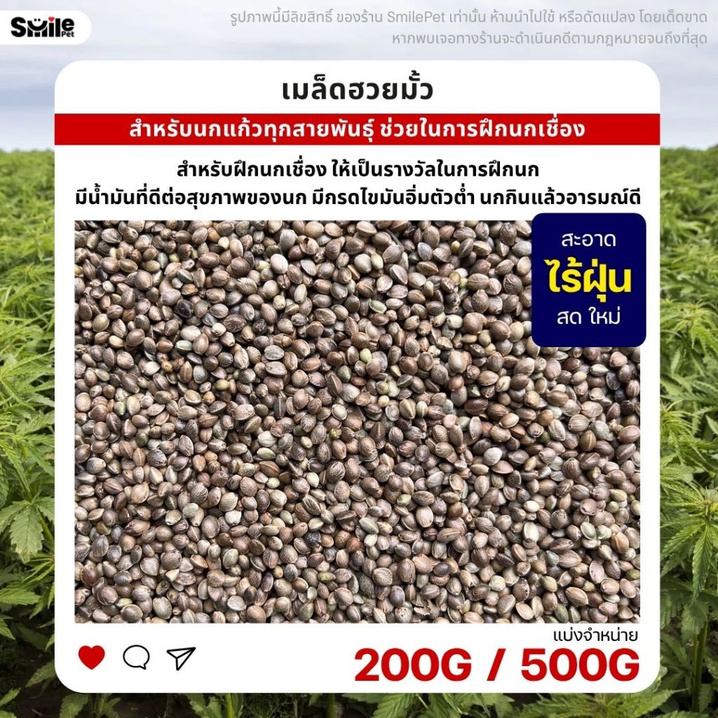 ฮวยมั้ว เกรดA เนื้อแน่น สำหรับฝึกนก อาหารนกแก้ว สะอาด ร่อนฝุ่นทุกถุง (แบ่งขาย 100G / 200G / 500G)