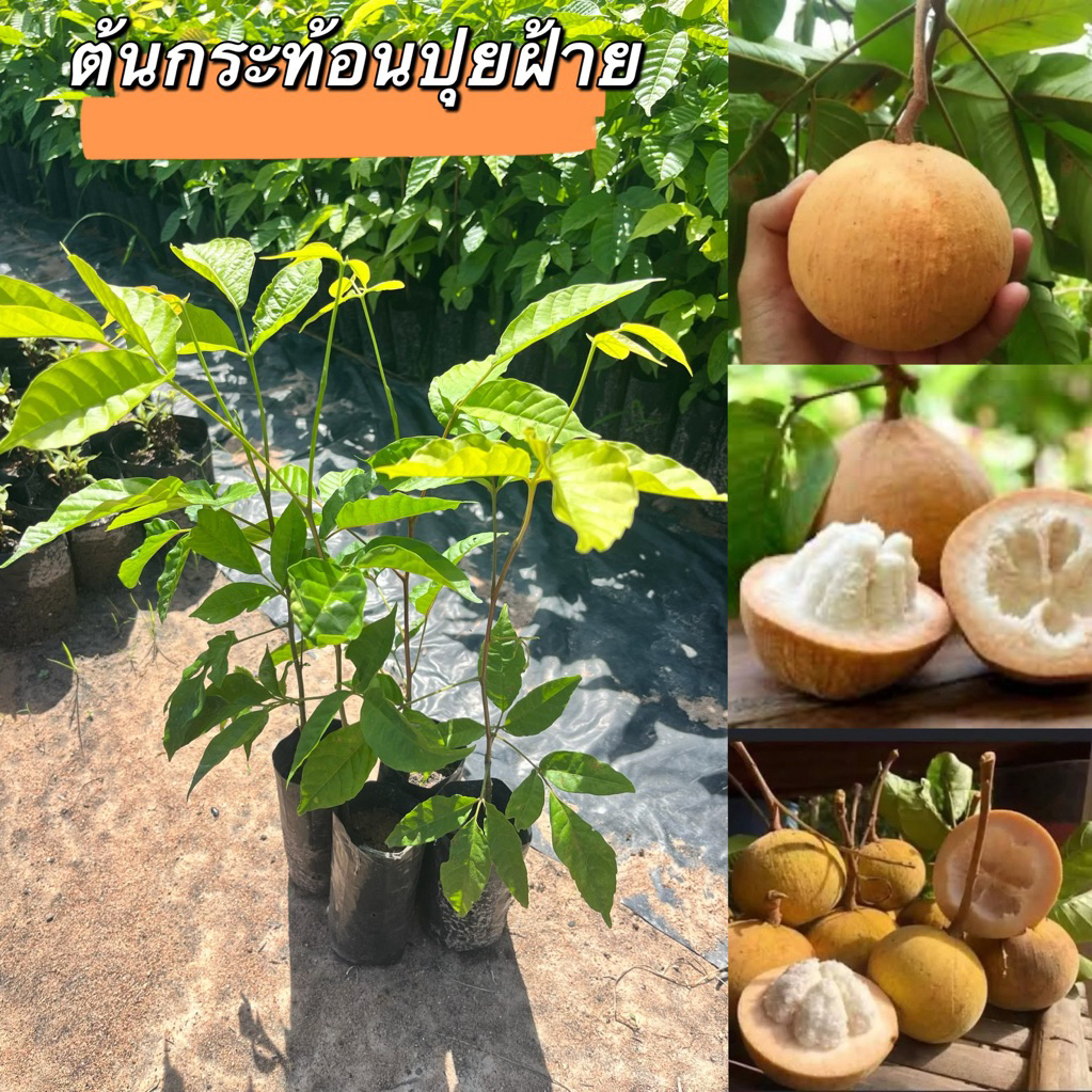 ต้นกระะท้อนปุยฝ้ายแบบเพาะเมล็ด ชุด4ต้น80.ต้นสวยพร้อมส่ง.