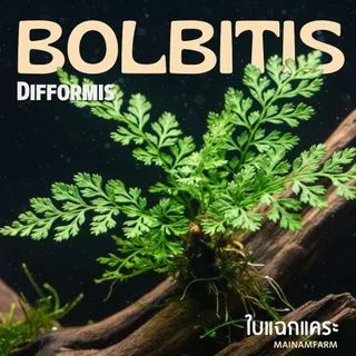 รากดำ ใบแฉกจิ๋ว / ใบแฉกแคระ – BOLBITIS DIFFORMIS ต้นไม้น้ำ