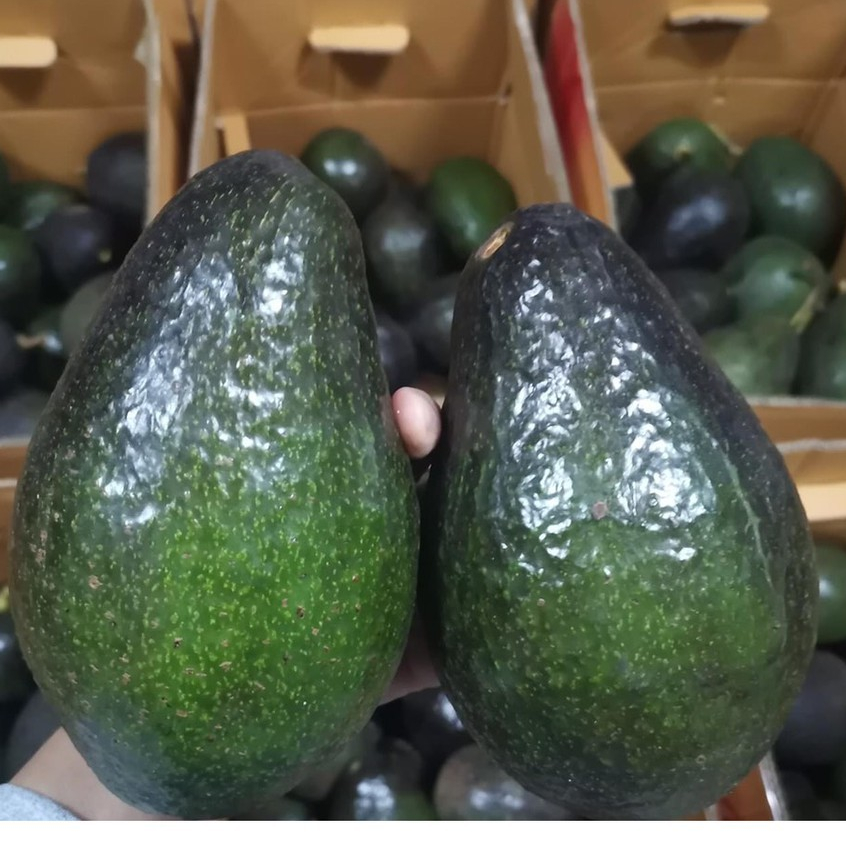 อะโวคาโด้พันธุ์พื้นเมืองพม่า เบอร์ใหญ่ 2-4ลูก/โล ของชียงใหม่ ทานแล้วสุขภาพดี ขายเป็นกิโล (ต่อ 1 กิโล)