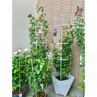 🌹 ซุ้มไม้เลื้อย กุหลาบ 4 ขนาด 🌿 โครงเหล็กดัด เคลือบ PE กันสนิม ใช้ในกระถางได้ ซุ้มปลูกไม้เลื้อย ระแนงตกแต่งสวน