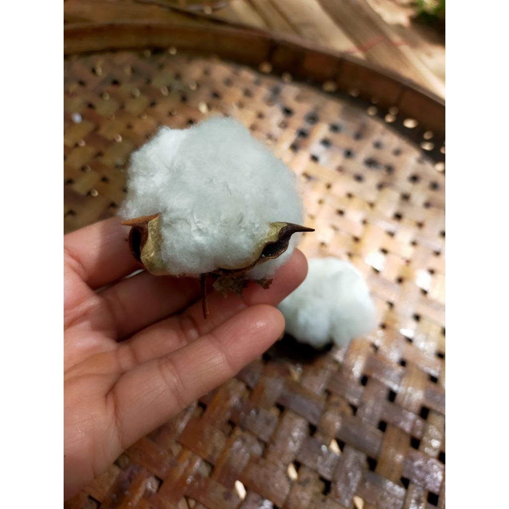 ดอกฝ้ายราคาส่งยกโหล ตัวดอกจริง(12ดอกไม่มีก้าน)สีธรรมชาติพร้อมส่งเหมาะสำหรับ นำไปทำงานDiyดอกไม้ประดิษฐ์ - รูปที่ 4