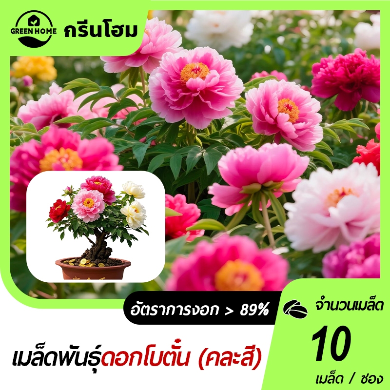 10เมล็ดเมล็ดพันธุ์ดอกโบตั๋น🎯กลิ่นหอม 🍀 เมล็ดดอกโบตั๋นสีผสม📌ดอกไม้บอนไซ🌱ดอกไม้สวยๆ