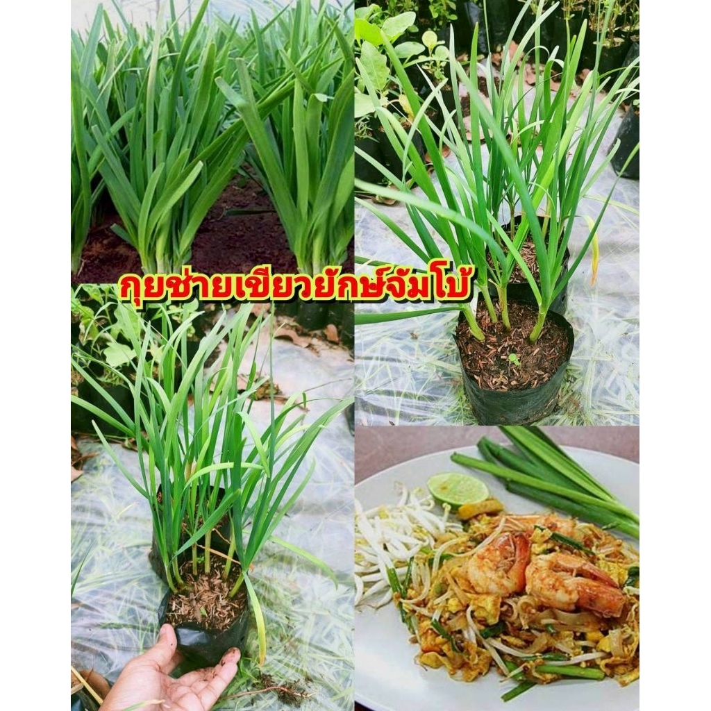 ผักกุยช่ายยักษ์จัมโบ้ ,ผักแป้นพันธุ์ใหญ่ ต้นพันธุ์ชำถุงพร้อมปลูก  ผักสวนครัวประกอบได้หลากหลายเมนู
