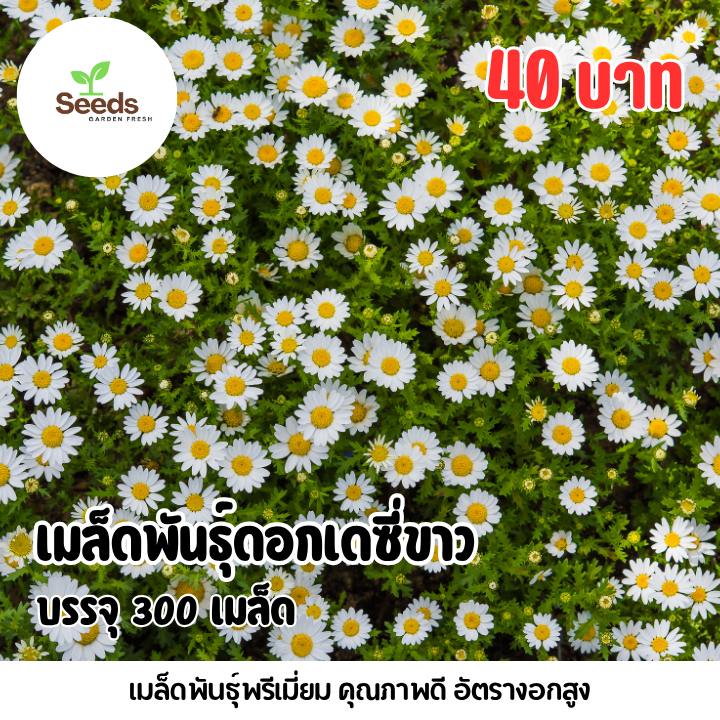 เมล็ดดอกเดซี่ ขาว บรรจุ 100 เมล็ด