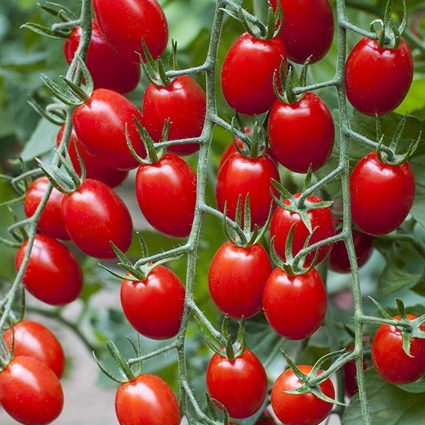 200 เมล็ด เมล็ดพันธุ์ มะเขือเทศเชอรี่ (Sweet Tomato Seed) ปลูกง่าย