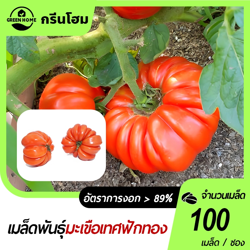มะเขือเทศฟักทอง🎯เมล็ดพันธุ์มะเขือเทศฟักทอง 100 เมล็ด🍀งอกง่าย 🌱โตไว 👍ผลใหญ่