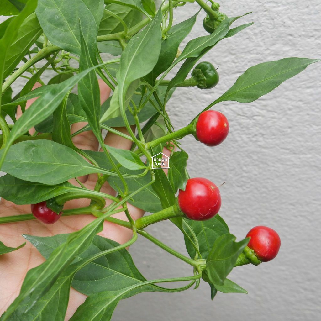 Cherry pepper เมล็ดพันธุ์พริกเชอรี่ 20เมล็ด รูปที่ 5