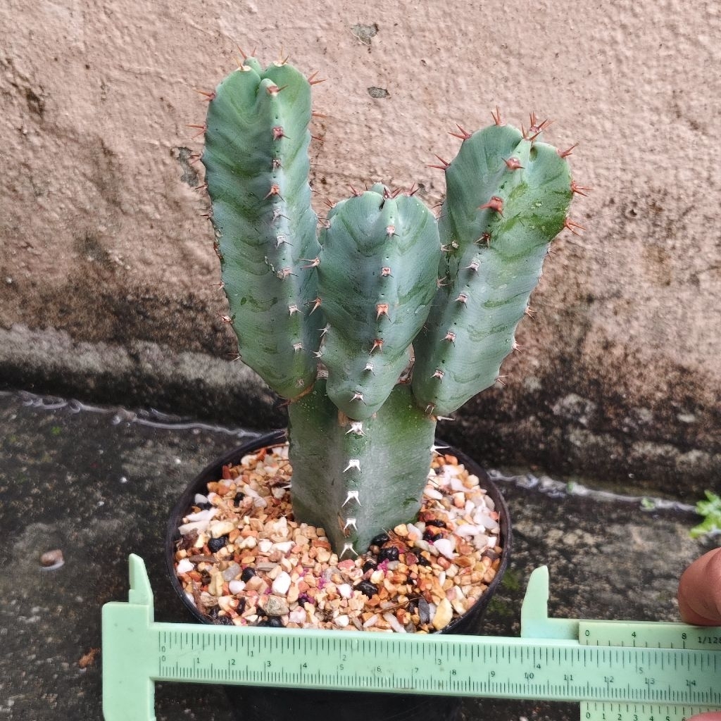 ต้นยูโฟร์เบีย เรซินิเฟอรา Euphorbia resinifera ฟอร์มกอปาด 50บาทกระถาง4นิ้ว