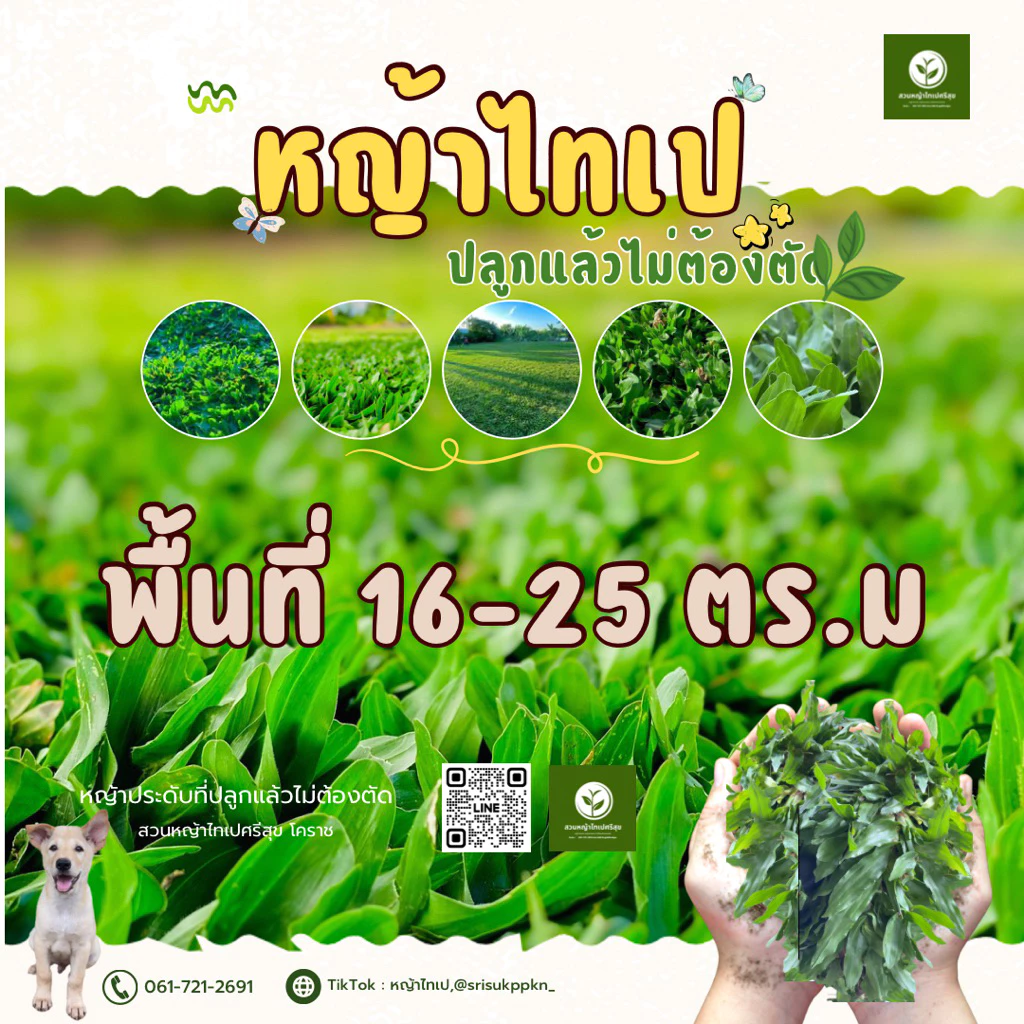 หญ้าไทเปเขียว ชุด 16-25 ตร.ม ปลูกแล้วไม่ต้องตัด(ชุดใหญ่)