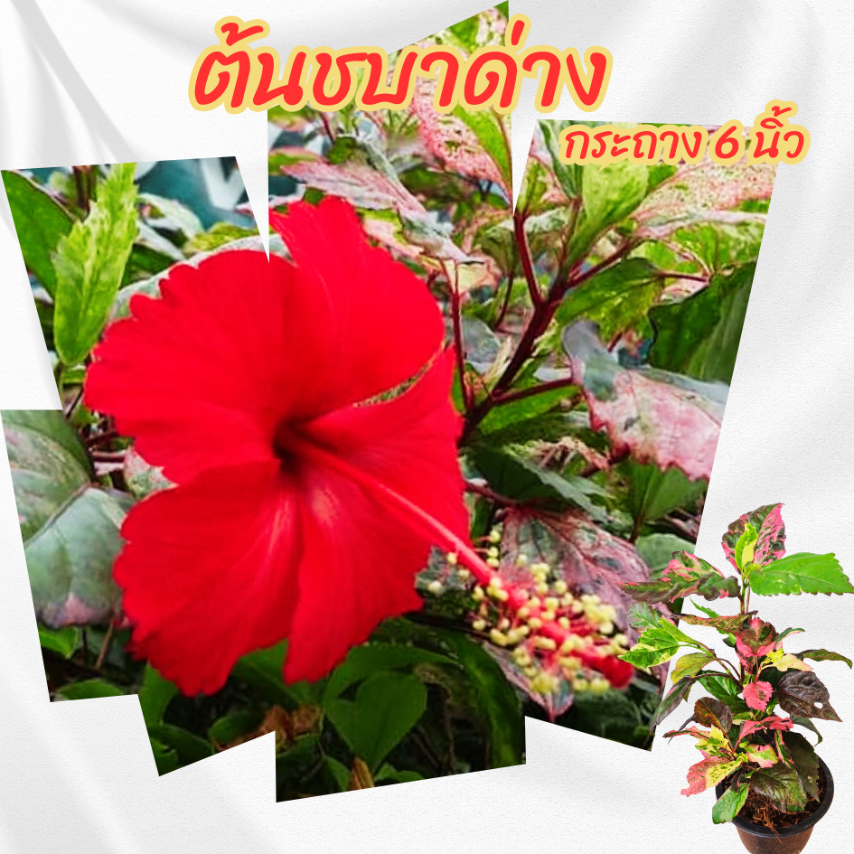 ต้น ชบาด่าง กระถาง 6 นิ้ว(ส่งพร้อมกระถาง)(ขั้นต่ำ 2 ต้น)