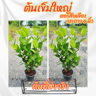 ต้นเข็มใหญ่ เข็มดอกใหญ่ สีเหลือง เข็มเหลืองใบใหญ่ ขนาดกระถาง 6 นิ้ว