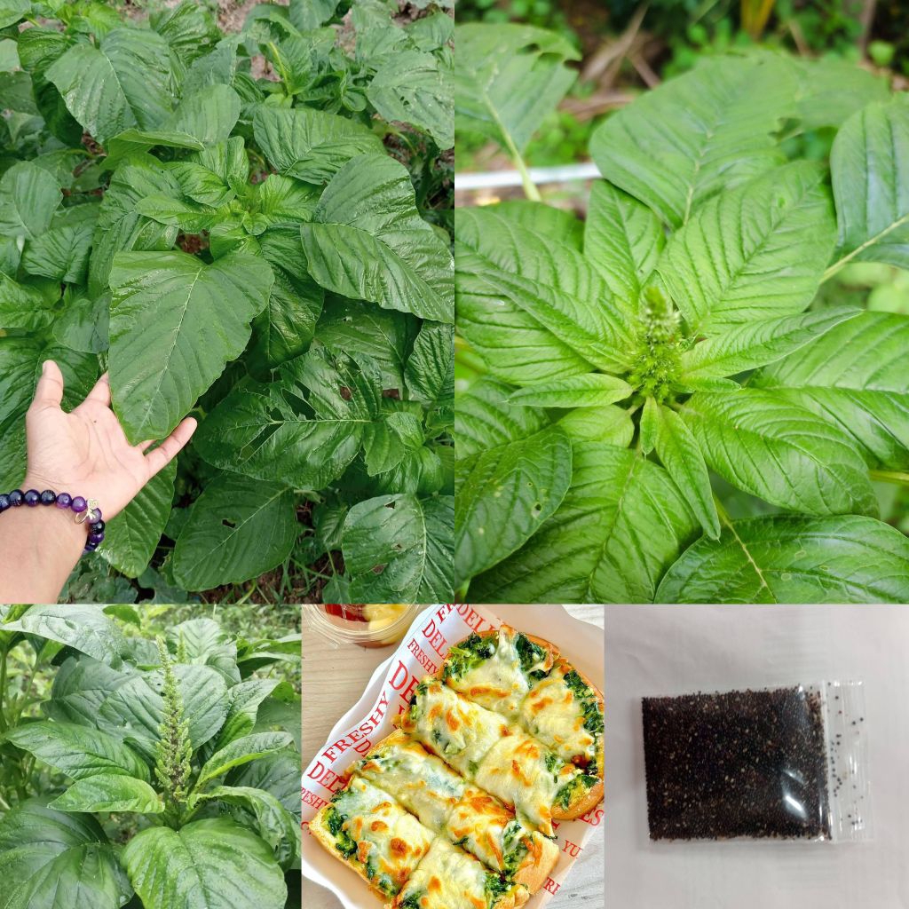 เมล็ดพันธุ์ผักโขมยักษ์3,000 - 4,000 เมล็ด 49 บาทซื้อ 2 แถม 1 ซอง