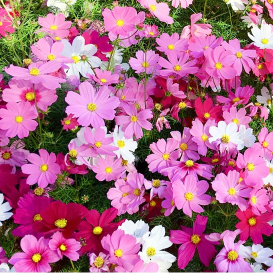 Color Cosmos Bonsai Seedsเมล็ดพันธุ์ ดาวกระจายคละสี ดอกคอสมอส (Mixed Cosmos Flower Seed) 100 เมล็ด ป