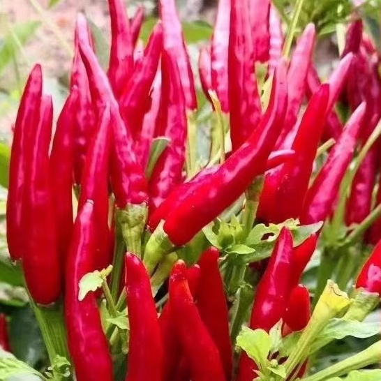 100เมล็ด/แพ็ค เมล็ดพันธุ์ พริก พริกจินดาแดง Red Hot Chili Pepper Seeds High Yield Super Hot Chili Pepper Vegetable Seeds - รูปที่ 3
