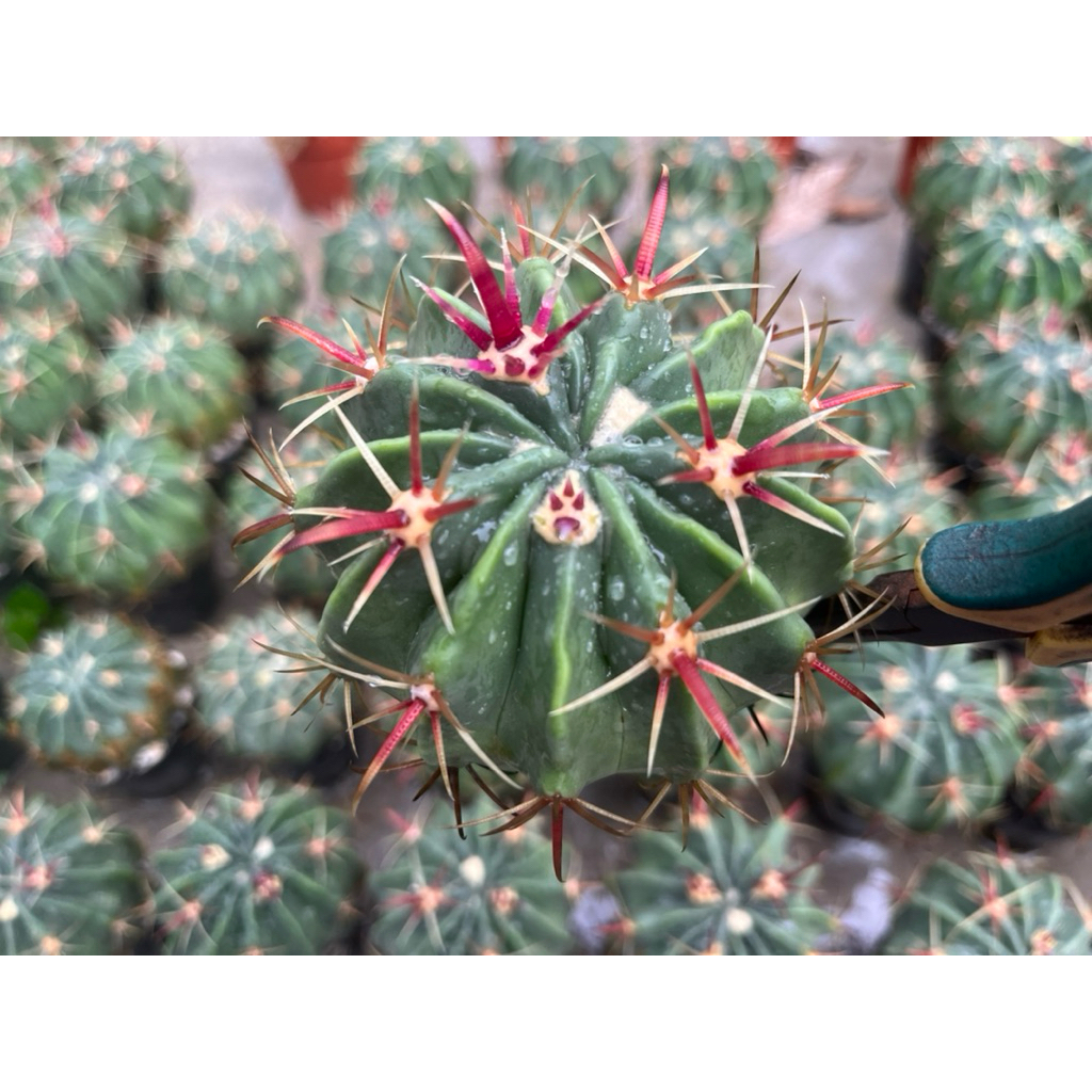 FEROCACTUS   “latipinus “ เล็บเหยี่ยวหนามแดง