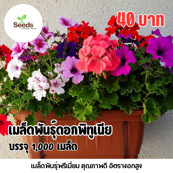 เมล็ดพันธุ์ ดอกพิทูเนีย บรรจุ 1,000 เมล็ด