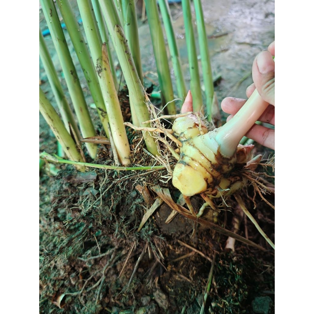 พันธุ์​ข่า​เหลือง​ใหญ่​ ส่ง​ไว​ เน้น​คุณภาพ​
