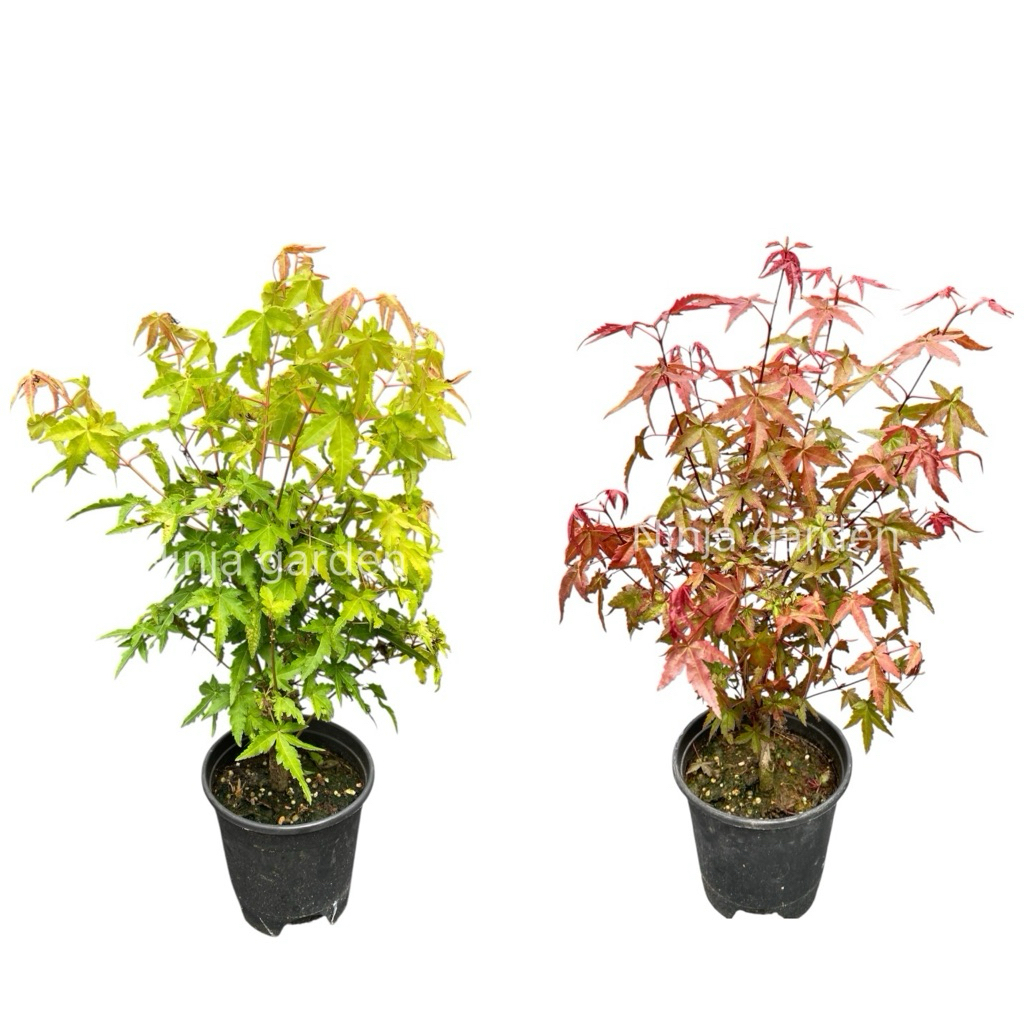 (ส่งทันที) เมเปิ้ลญี่ปุ่น  (Japanese maple)  กระถาง 5 นิ้ว
