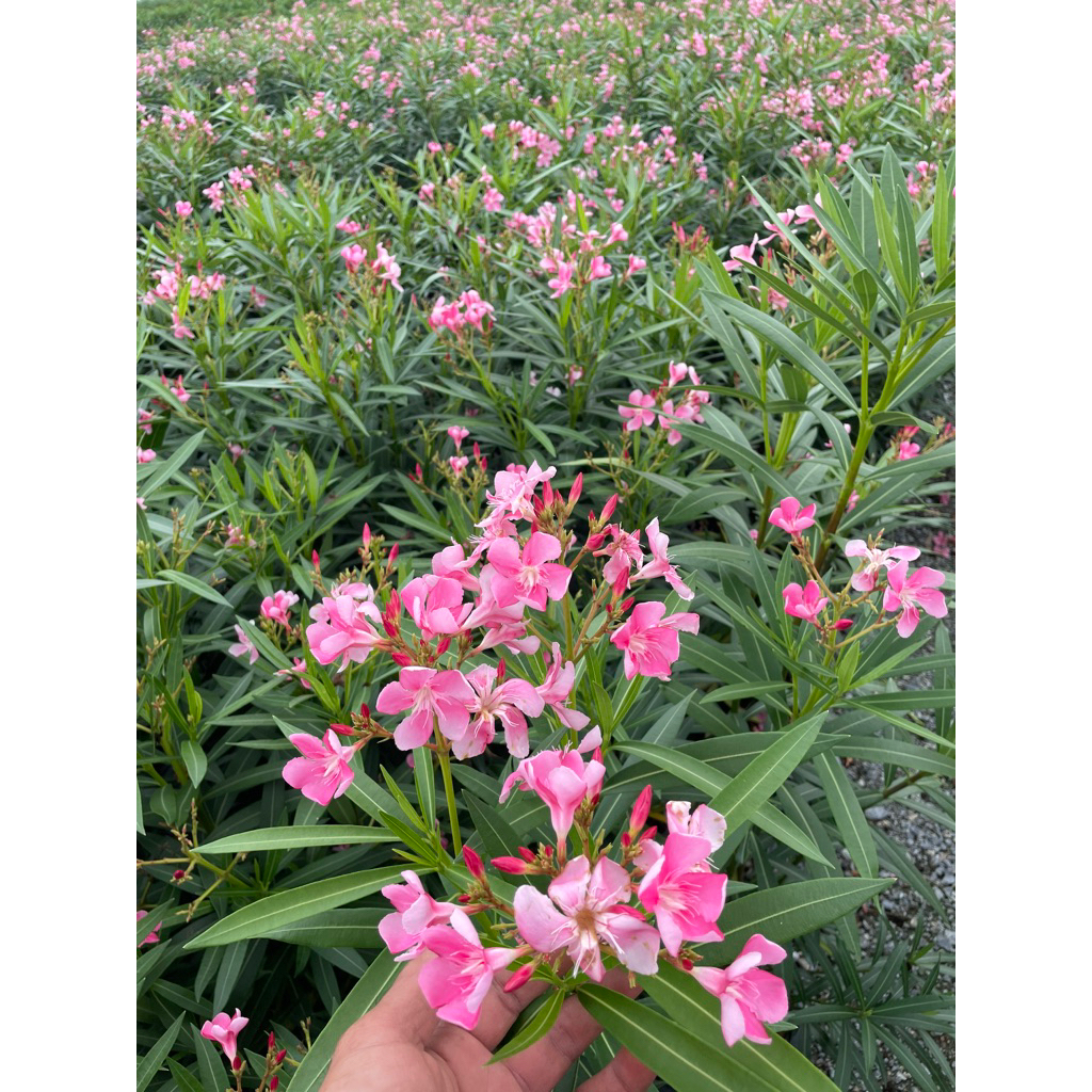 ต้นยี่โถ กระถาง 6”  กระถาง11” สูง50-100ซม.ติดดอก