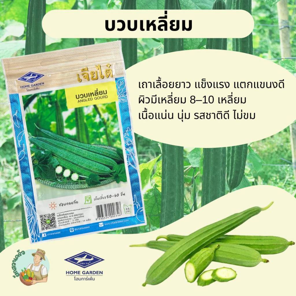 บวบเหลี่ยม CT/OP-051 ผักซอง เจียไต๋ บวบ เมล็ดพันธุ์ผัก เมล็ดผัก เมล็ดพืช ผักสวนครัว ประมาณ 14 เมล็ด ราคา ถูกที่สุด ดีลบีเคเค แกลเลอรีภาพที่ 2