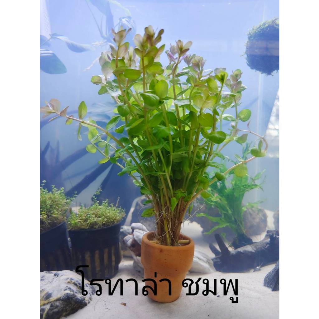 โรทาล่า ชมพู ไม้น้ำ แต่งตู้ปลา หรือ อ่างบัว ปลูกง่าย เขียวสด โตเร็ว ใส่กระถางดินเผาสีส้ม พร้อมปลูก