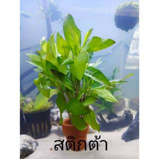 สติกต้า ไม้น้ำ แต่งตู้ปลา หรือ อ่างบัว ปลูกง่าย เขียวสด โตเร…