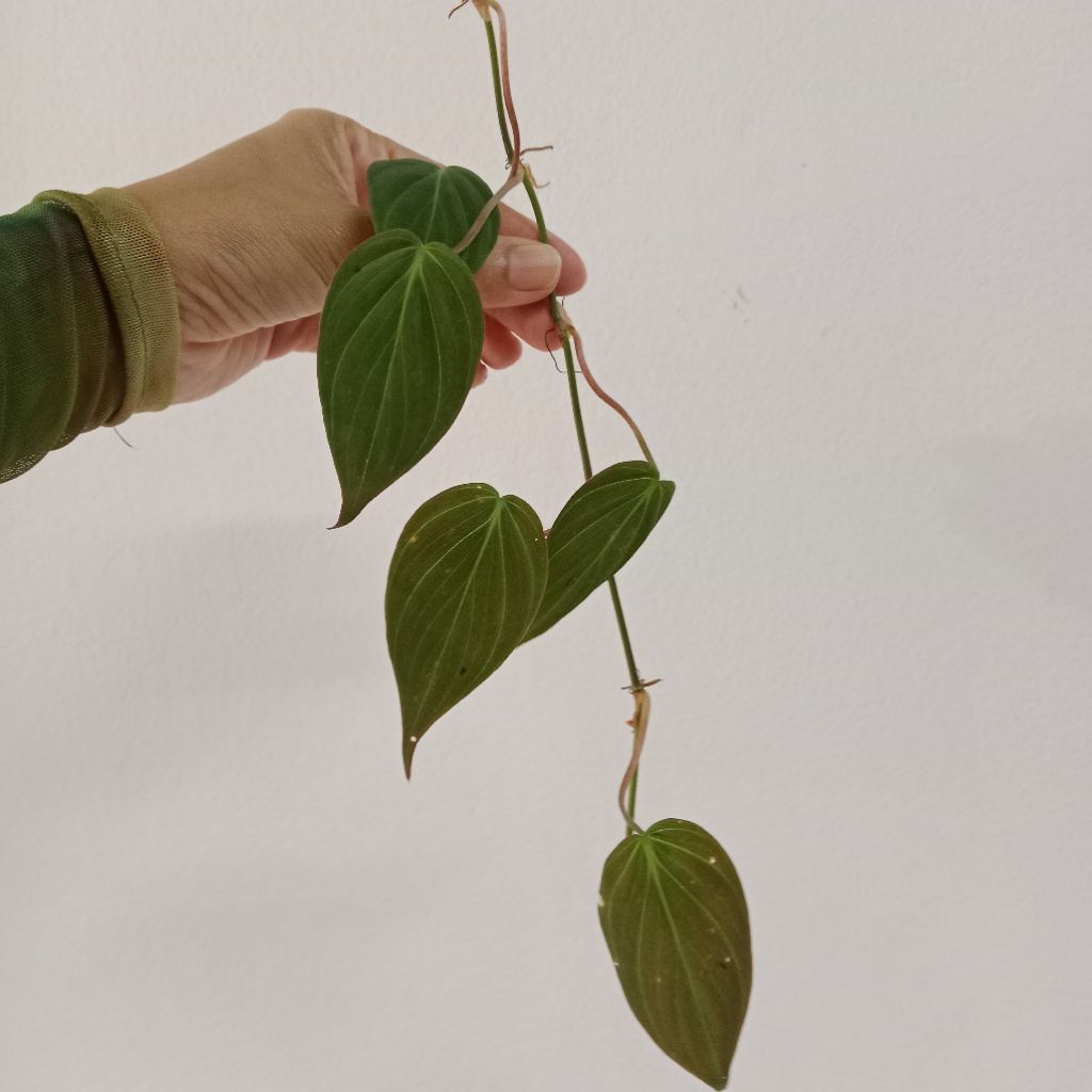 พลูสนิม พลูกำมะหยี่ Philodendron hederaceum micans จำนวน 2 กิ่ง