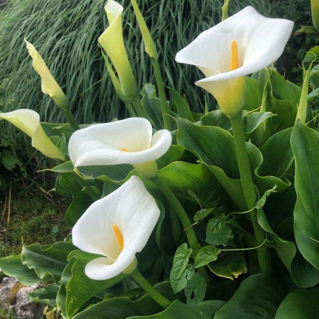 ต้นดอกคาลล่าลิลลี่(calla lily) ดอกสีขาว แถมกระถาง ดอกไม้ที่สื่อถึงความบริสุทธิ์ สง่างาม