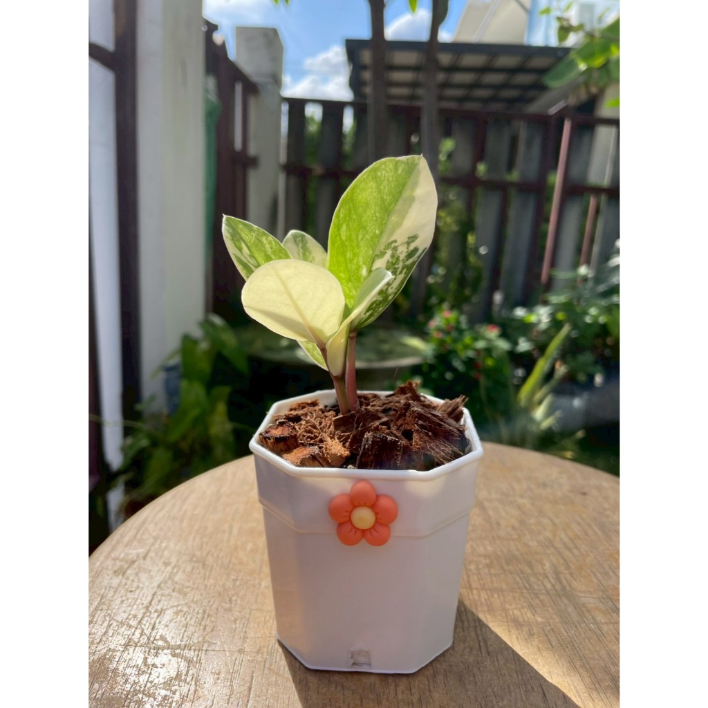 กวักมรกตด่างเหลือง ฟอร์มกอไซส์มินิ สายพันธุ์Zamioculcas คัดพิเศษด่างชัด สวยจัด ไม้มงคล ไม้ฟอกอากาศ