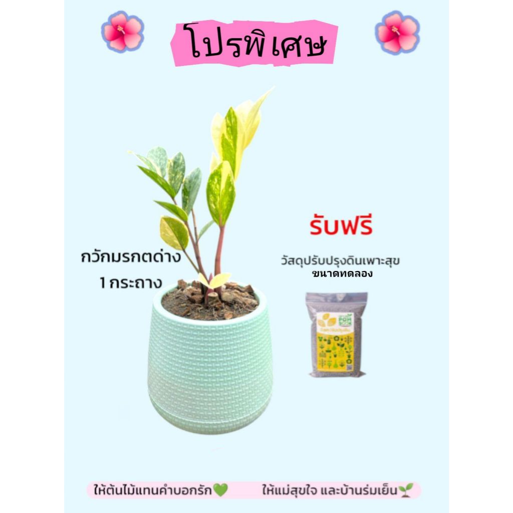 กวักมรกตด่างเหลือง ฟอร์มกอ สายพันธุ์Zamioculcasคัดพิเศษด่างชัด สวยจัดไซส์ตั้งแม่ ไม้มงคล ไม้ฟอกอากาศ