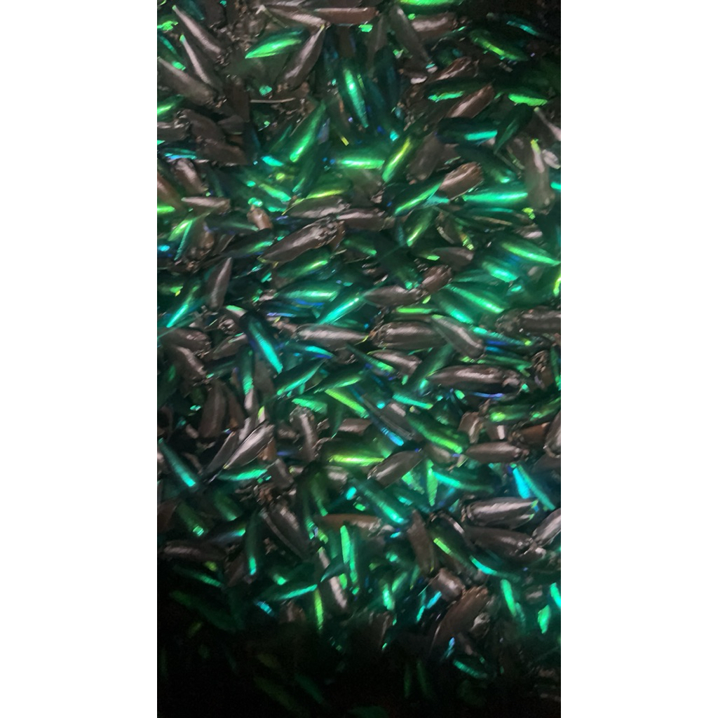 ปีกแมลงทับสีเขียว 1 ถุง 200 ปีก 🪲