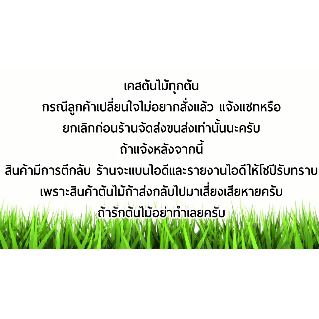 ต้นอ่อมแซ่บ / ตำลึงหวาน / ย่าหยา / บุษบาพารวย (Creeping Foxglove) มีรากพร้อมปลูก - รูปที่ 2