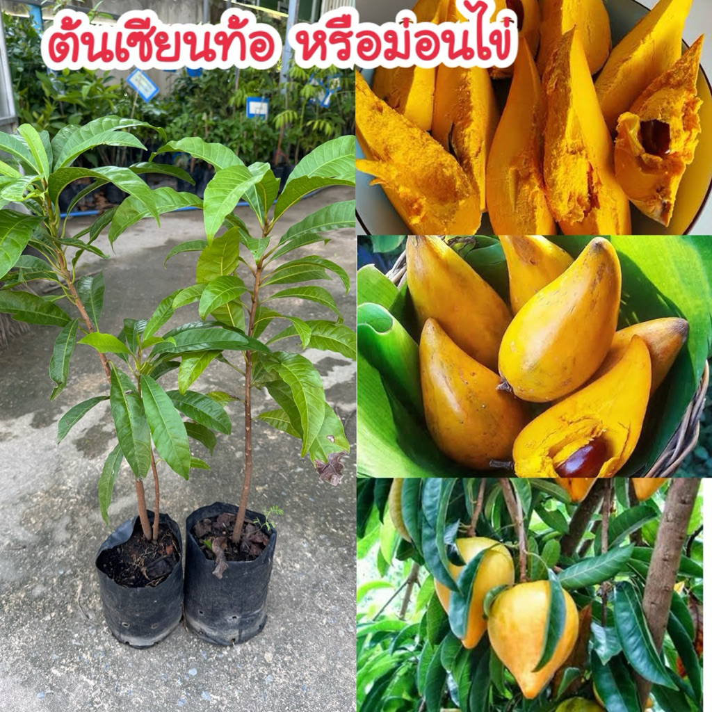 #ต้นเซียนท้อ หรือม่อนไข่ สูงราว40-50เซน เนื้อนุ่มเนียน