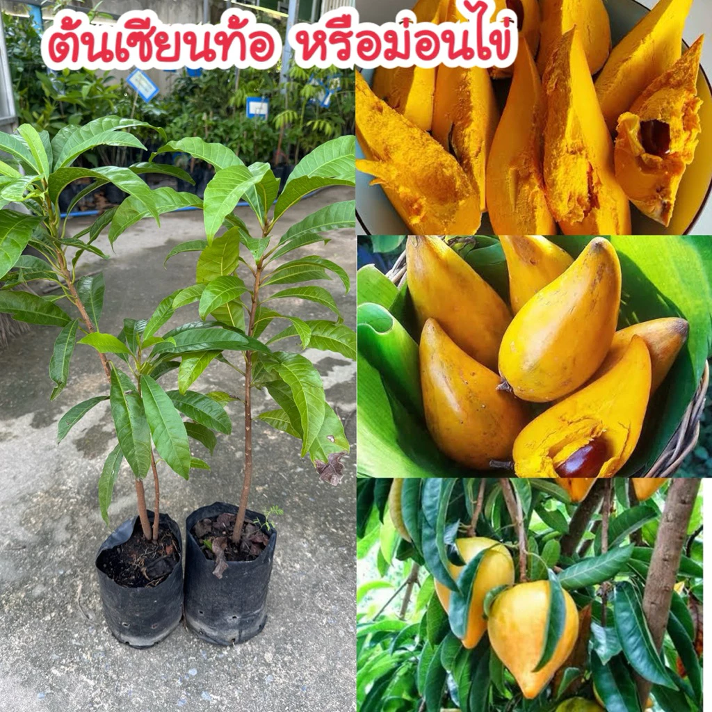 #ต้นเซียนท้อ หรือม่อนไข่ สูงราว40-50เซน เนื้อนุ่มเนียน