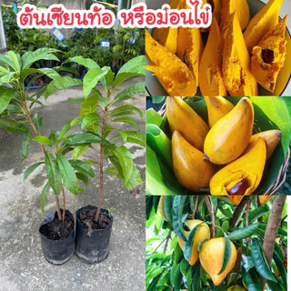 #ต้นเซียนท้อ หรือม่อนไข่ สูงราว40-50เซน เนื้อนุ่มเนียน