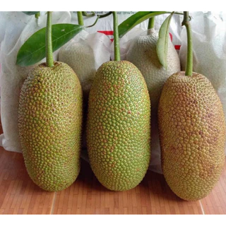 #ต้นขนุนจำปาดะ กลิ่นทุเรียน (ทาบกิ่ง) สูงราว 30-70เซน