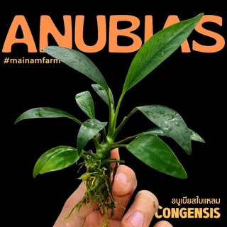 อนูเบียส ใบแหลม ใบบก เลือกได้ 2 ขนาด - ANUBIAS CONGENSIS ต้นไม้น้ำ