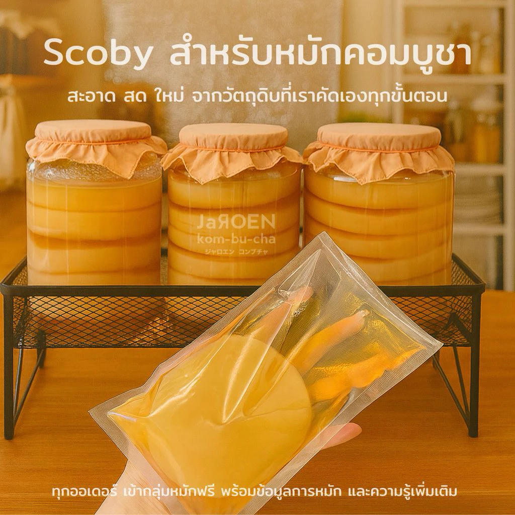 Scoby Kombucha หัวเชื้อ หมักคอมบูชา รสกลมกล่อม พร้อมคำแนะนำ