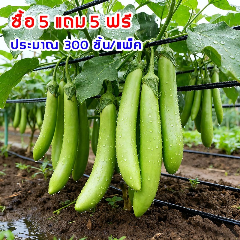 [ ซื้อ 5 แถม 5 ฟรี] เมล็ดพันธุ์ เมล็ดมะเขือยาว 300 มล็ด งอกดี ปลูกง่าย โตไว ผลผลิตสูง ลูกดก ทานอร่อย