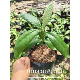 ต้นโลควอท ต้นเพาะเมล็ด สูง 20-30 ซม. จัดชุด 2 ต้น