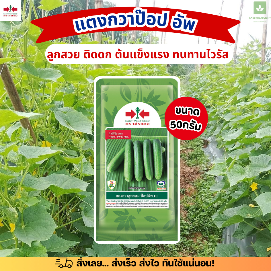 50กรัม เมล็ดพันธุ์แตงกวา ป๊อปอัพ ศรแดง ติดดก ลูกสวย เก็บเกี่ยวเร็ว 50กรัม