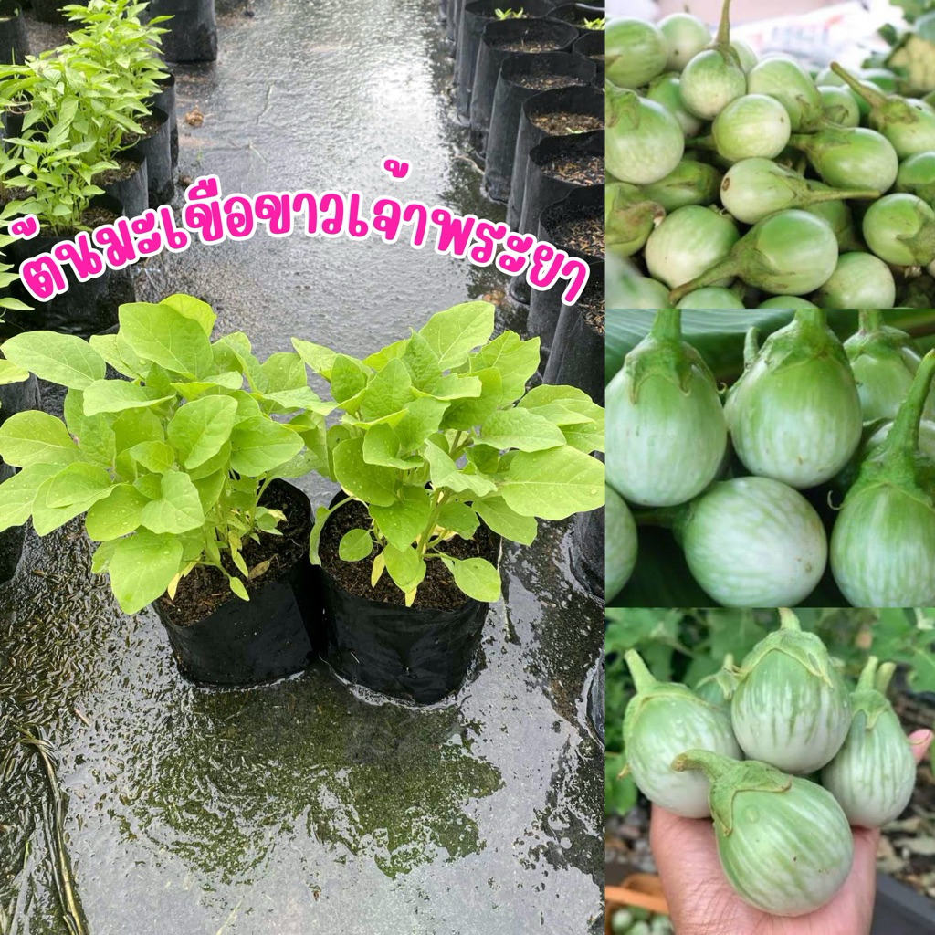 ปลูกง่ายโตไว ต้นมะเขือขาวเจ้าพระยา มี3-5ต้นในถุงเดียว ต้นแข็งแรง ปลูกง่ายโตไว
