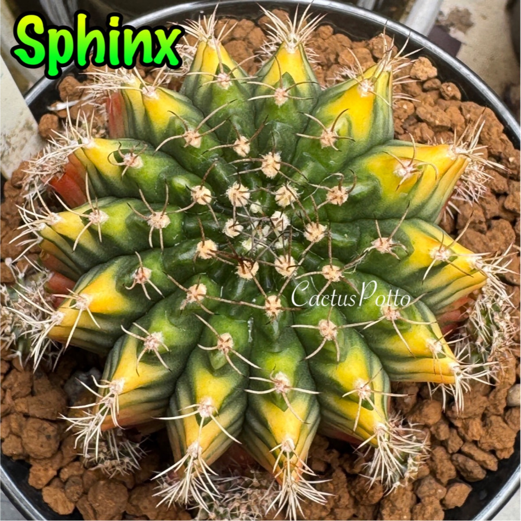มีส่งด่วน ยิมโน โคลน Sphinx /Cactus /Gymno/Gymnocalycium/แคคตัส/ยิมโนด่าง/ไม้ชำหน่อ​