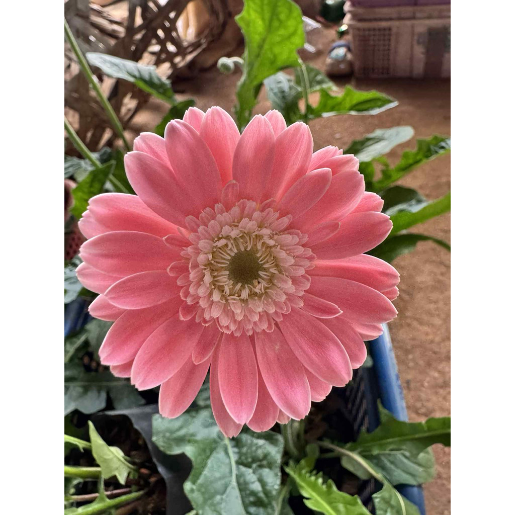 ชมพูไส้เขียวตัวใหม่ (🌱🌸)