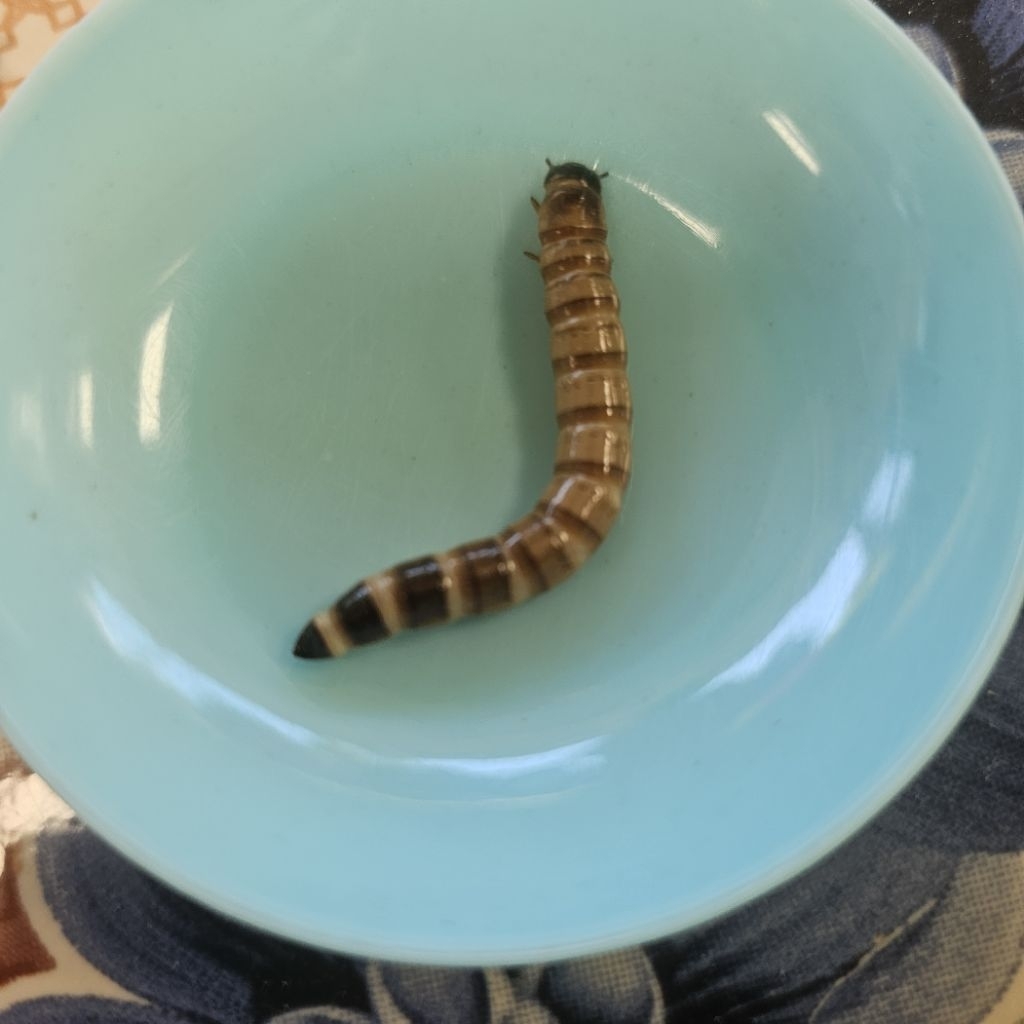 หนอนยักษ์ Super Worm โปรตีนสูง ตัวโต สด ไม่อบ บริการส่งทุกวัน