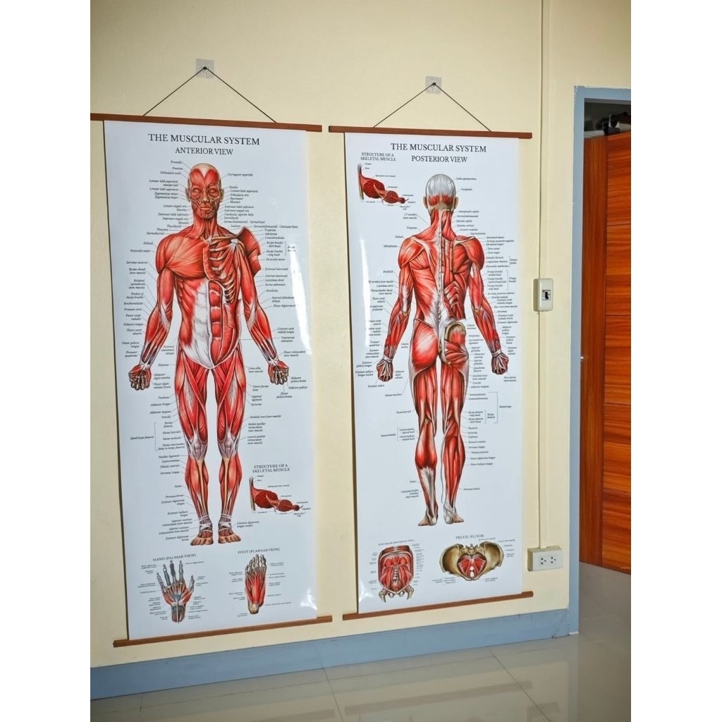 โปสเตอร์ Anatomy ขนาดใหญ่เท่าคนจริง (167*65CM) พร้อมชุดแขวน #Anatomy #ร่างกายมนุษย์ #นวด #โยคะ #พิลาทีส #กายวิภาคศาสตร์