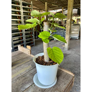 ☘️☘️ไทรอัมเบลล่า หรือไทรใบหัวใจ Ficus umbellata ฟอร์มสวยพร้อมกระถางขาวและถาดรอง ☘️☘️